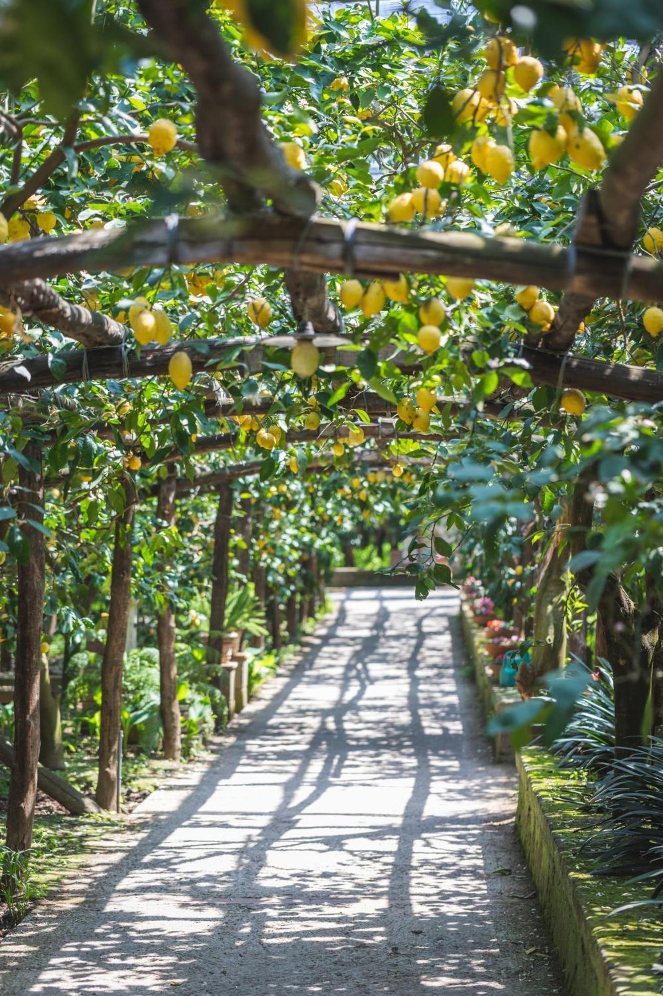 Agriturismo Il Giardino Di Vigliano Масса-Лубренсе Екстер'єр фото
